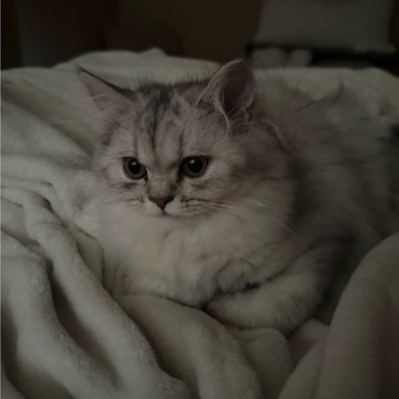 mariyafomina